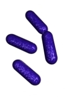 Listeria image
